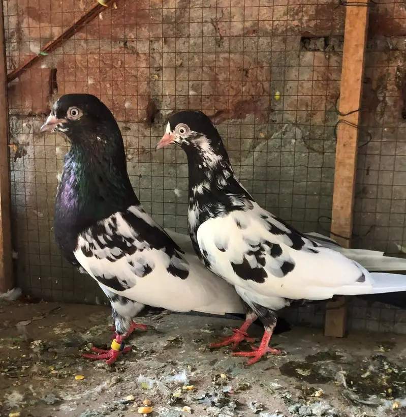 Rampuri pair for sale — photo 2
