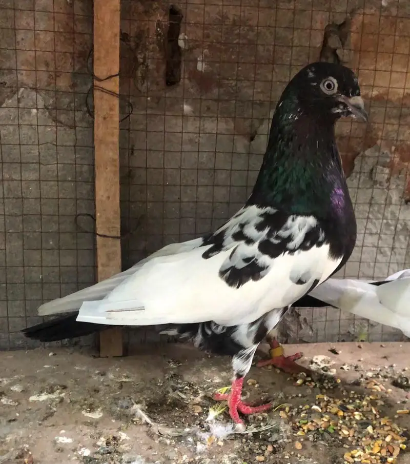 Rampuri pair for sale — photo 3