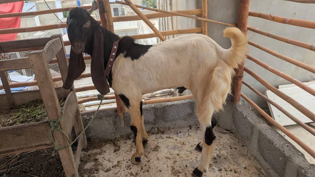 bakra 1