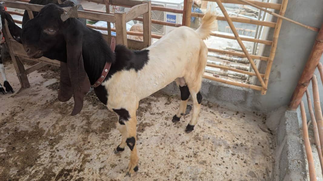 bakra 2