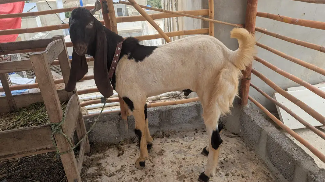 bakra — photo 4