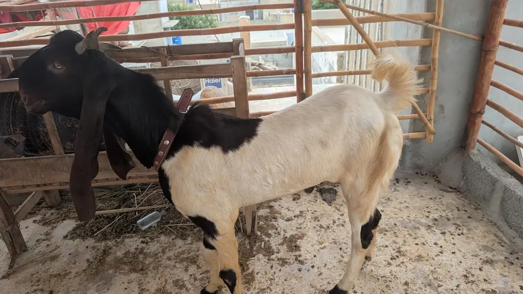 bakra — photo 5