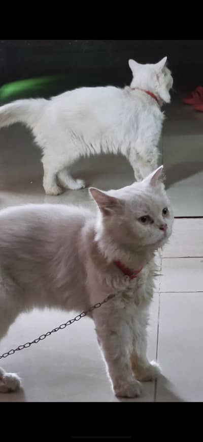 percian cat for sale