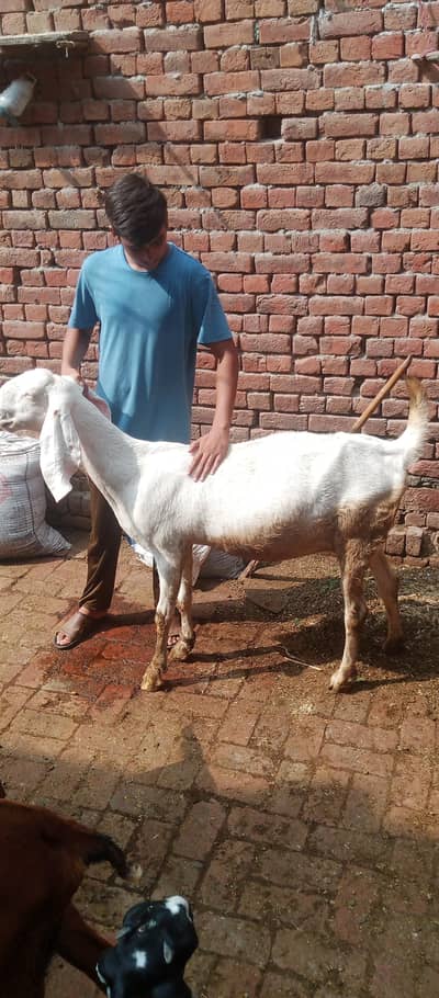 pure rajanpuri bakri