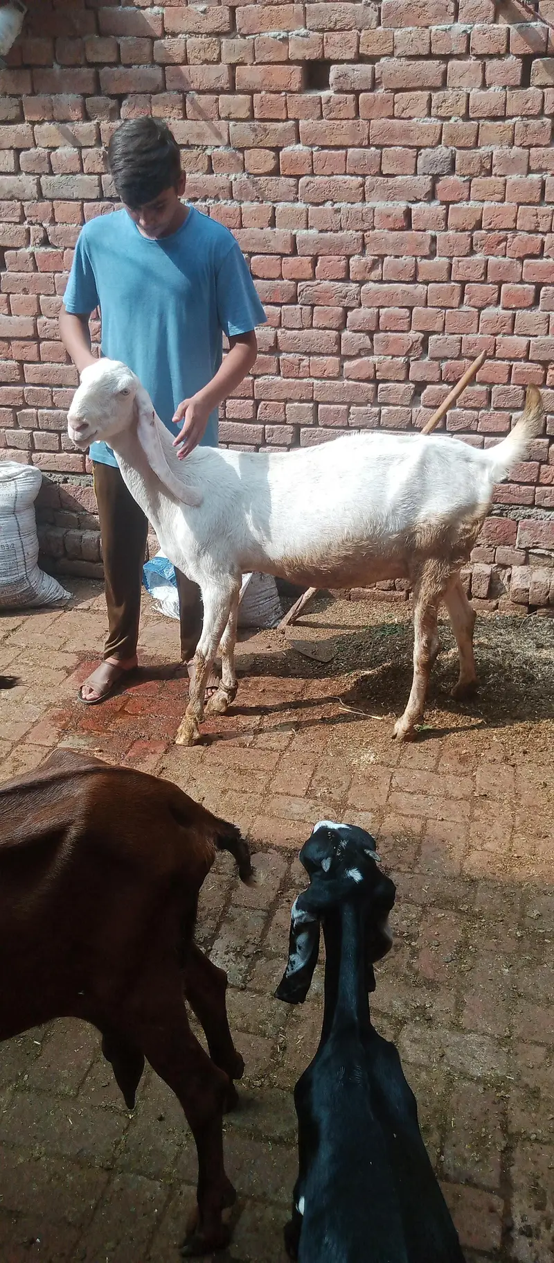 pure rajanpuri bakri — photo 2