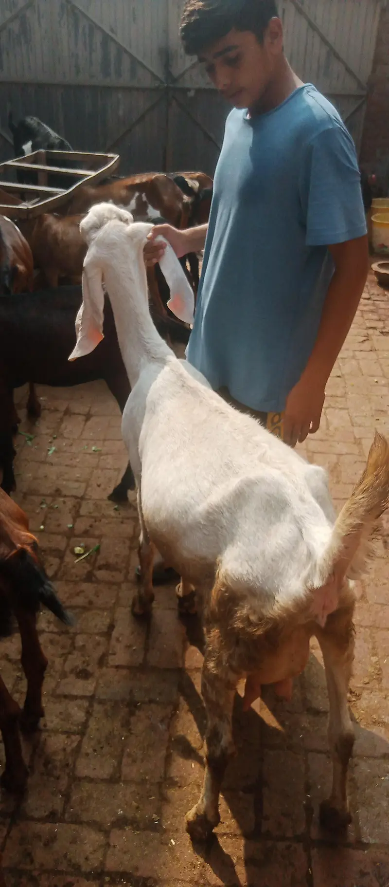 pure rajanpuri bakri — photo 3