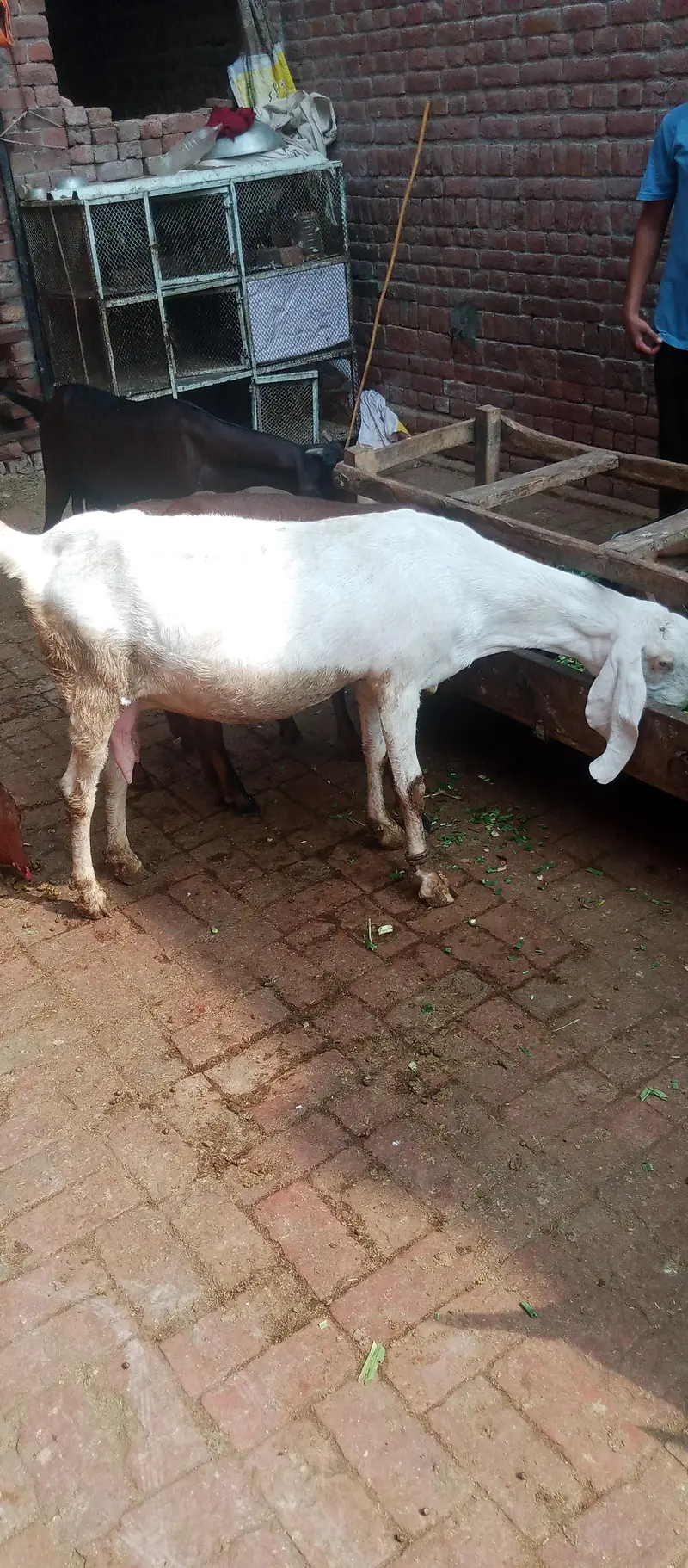 pure rajanpuri bakri — photo 4