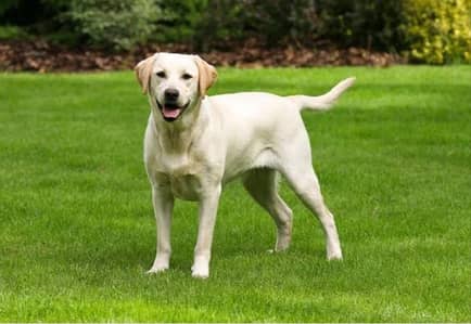 Dog Trainer Available for Any place in Karachi contact# 03437782328