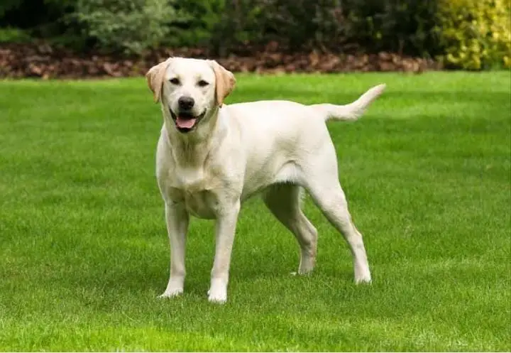 Dog Trainer Available for Any place in Karachi contact# 03437782328