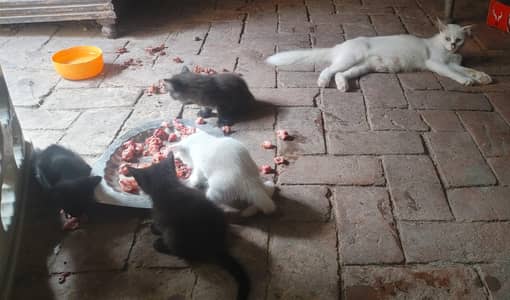 Cats Caring