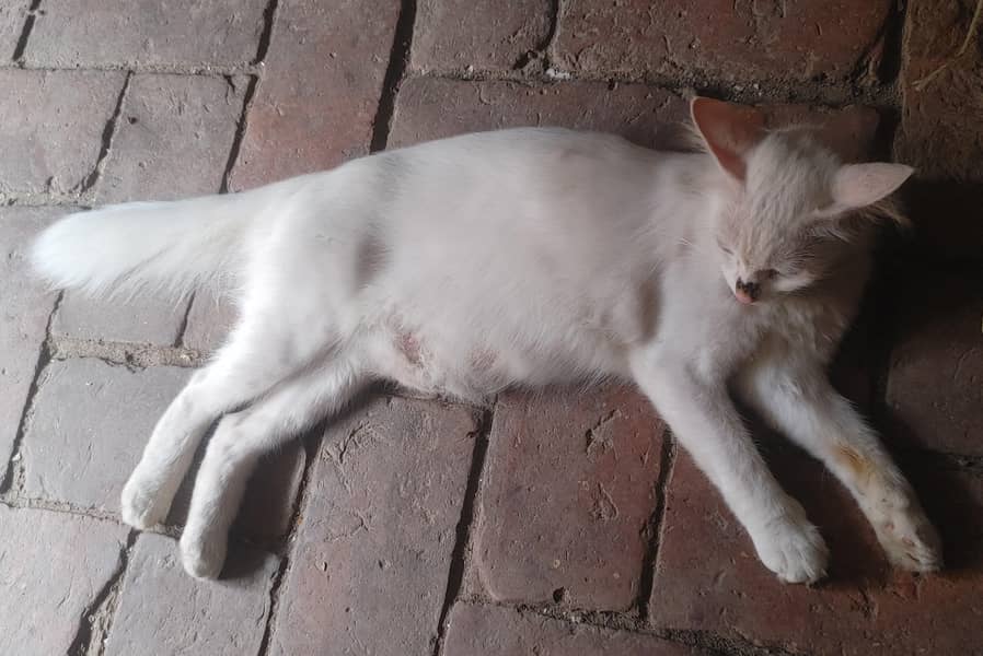Cats Caring 1