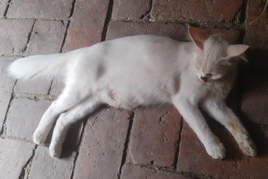 Cats Caring — photo 2