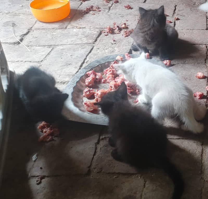 Cats Caring 2