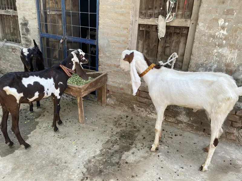 3 bakry — photo 2