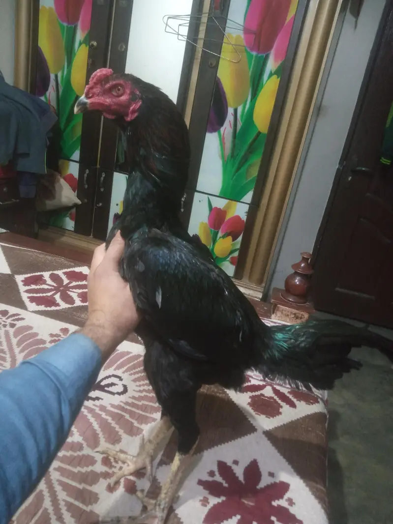 Panus Pakoy Pathiyan — photo 3