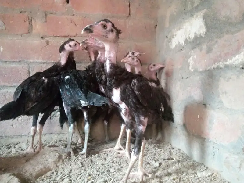 Panus Pakoy Pathiyan — photo 5