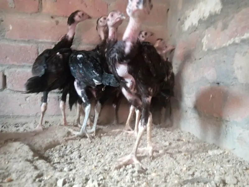 Panus Pakoy Pathiyan — photo 6