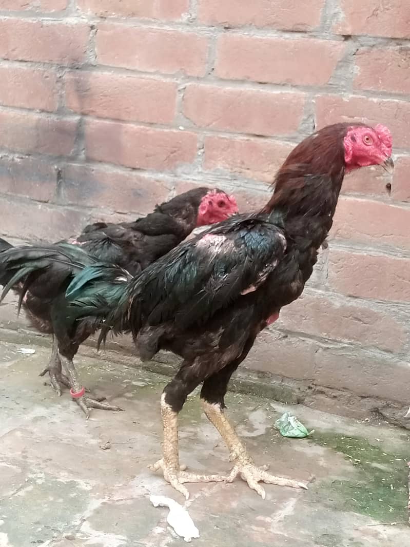 Panus Pakoy Pathiyan 10