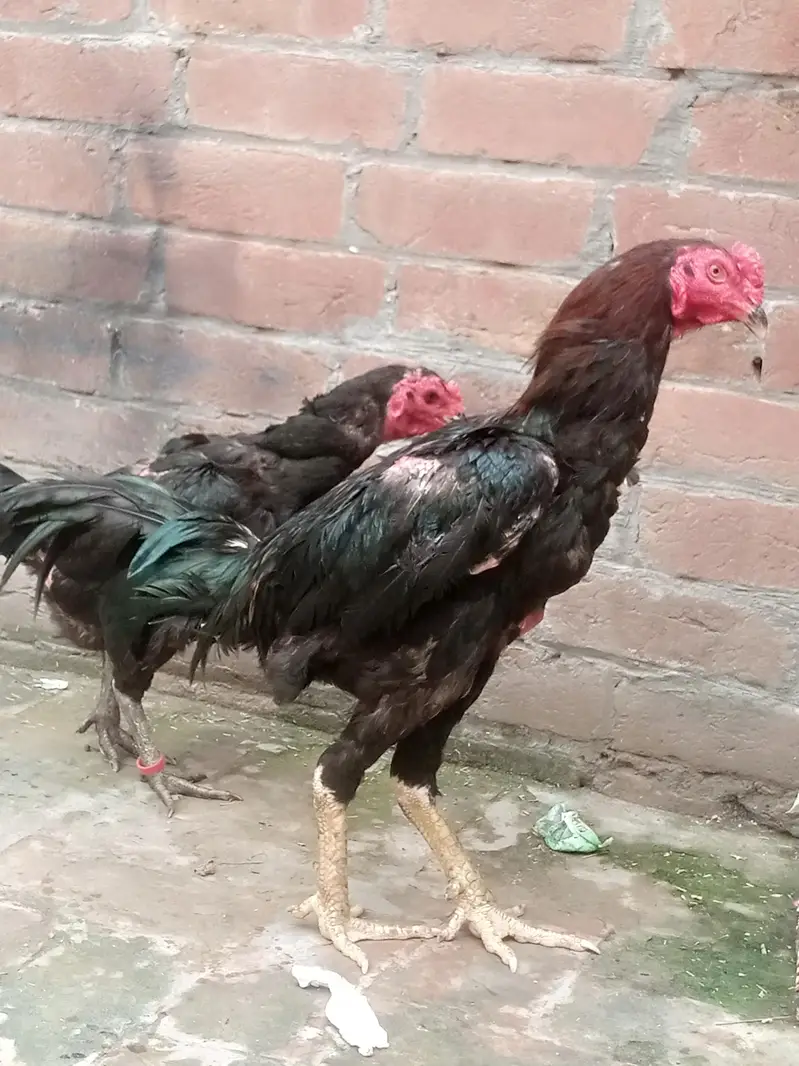 Panus Pakoy Pathiyan — photo 11