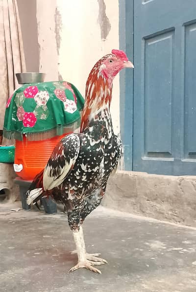 Peela Cheena