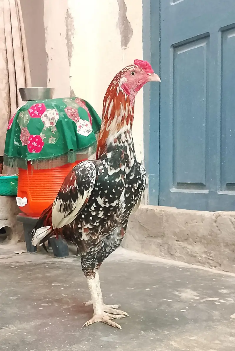 Peela Cheena
