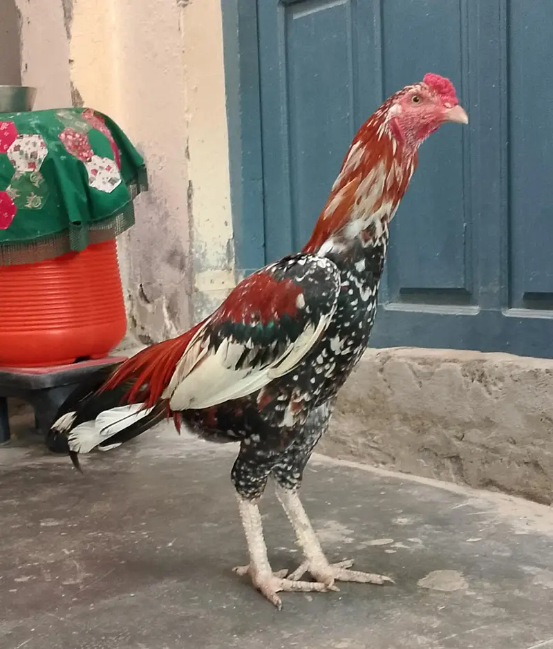 Peela Cheena — photo 2