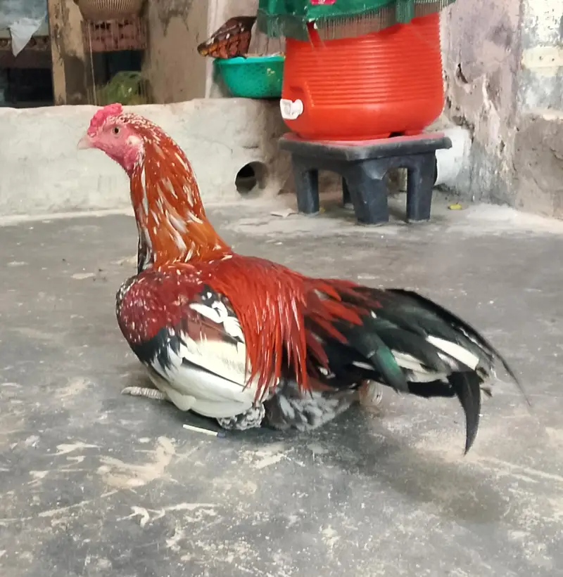 Peela Cheena — photo 3