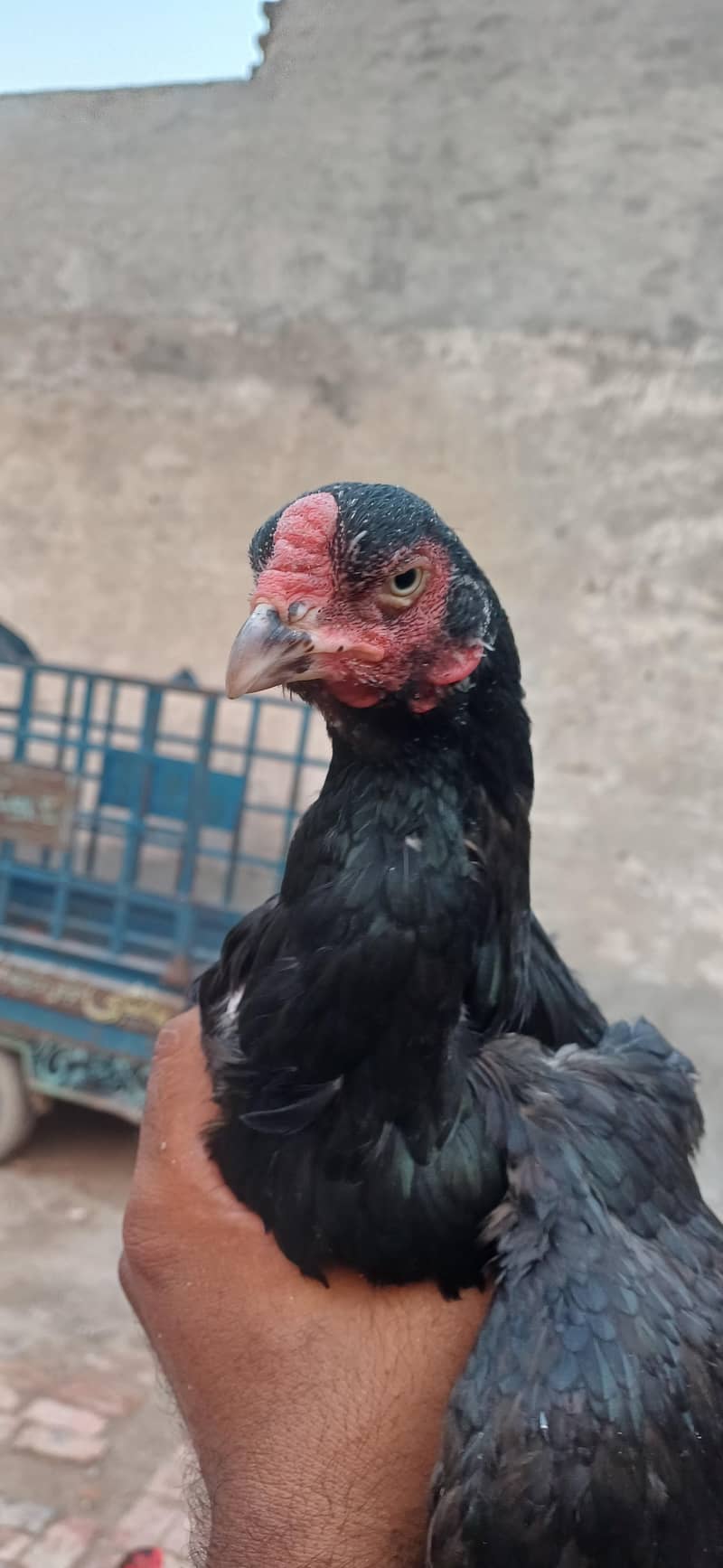 black mushki madi old blood line 0