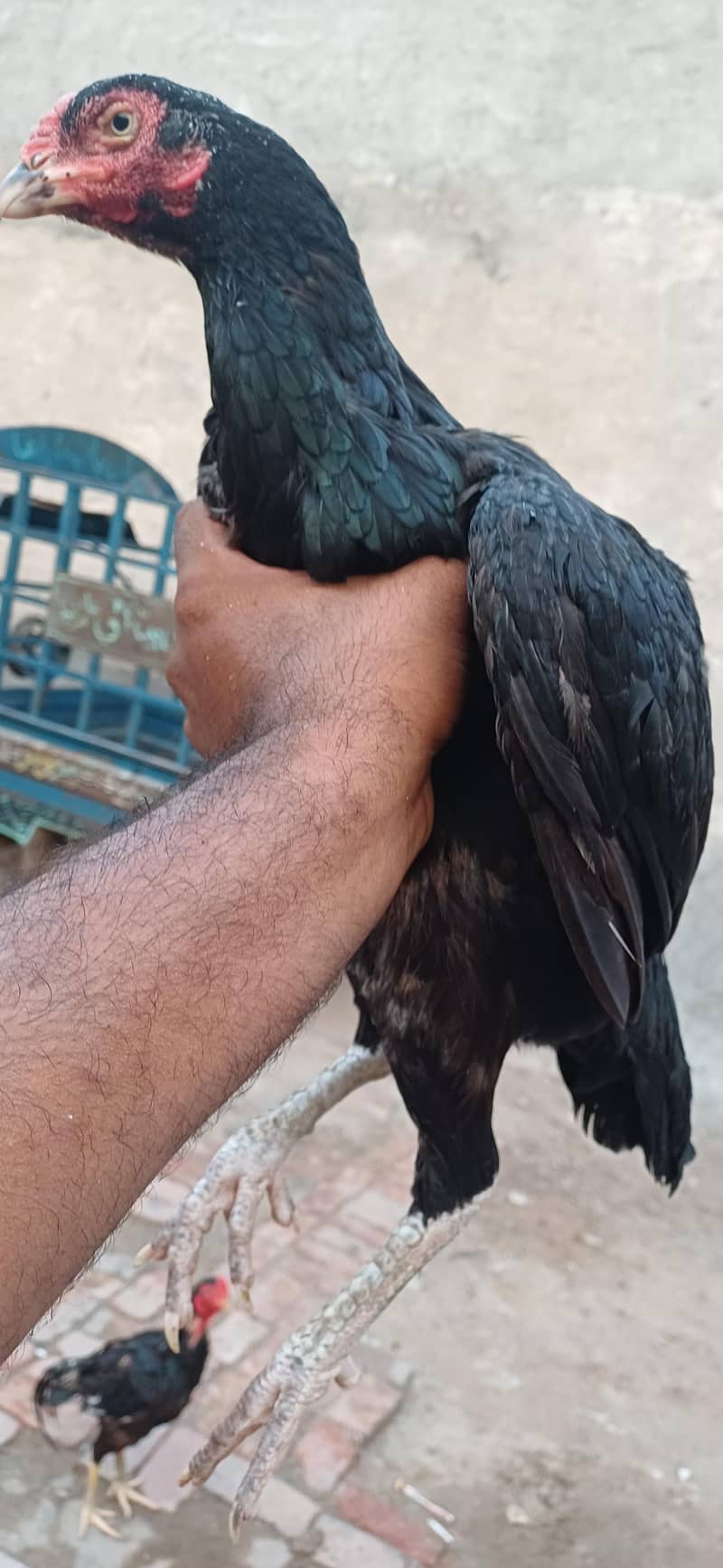 black mushki madi old blood line 3