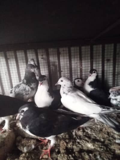 pigeons