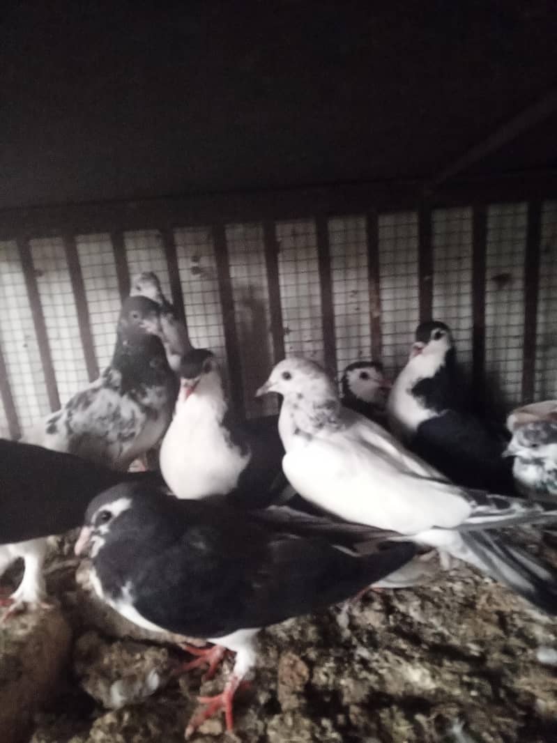 pigeons 0