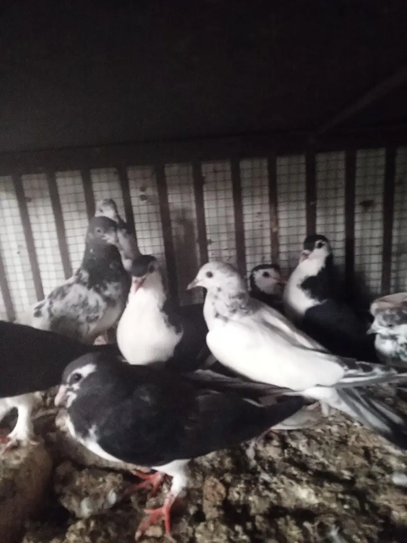 pigeons