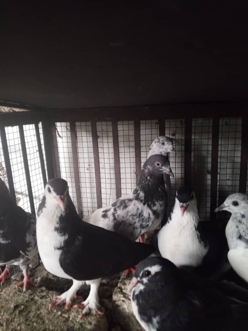 pigeons 1