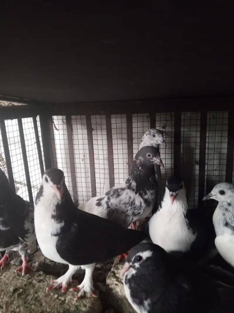 pigeons — photo 2