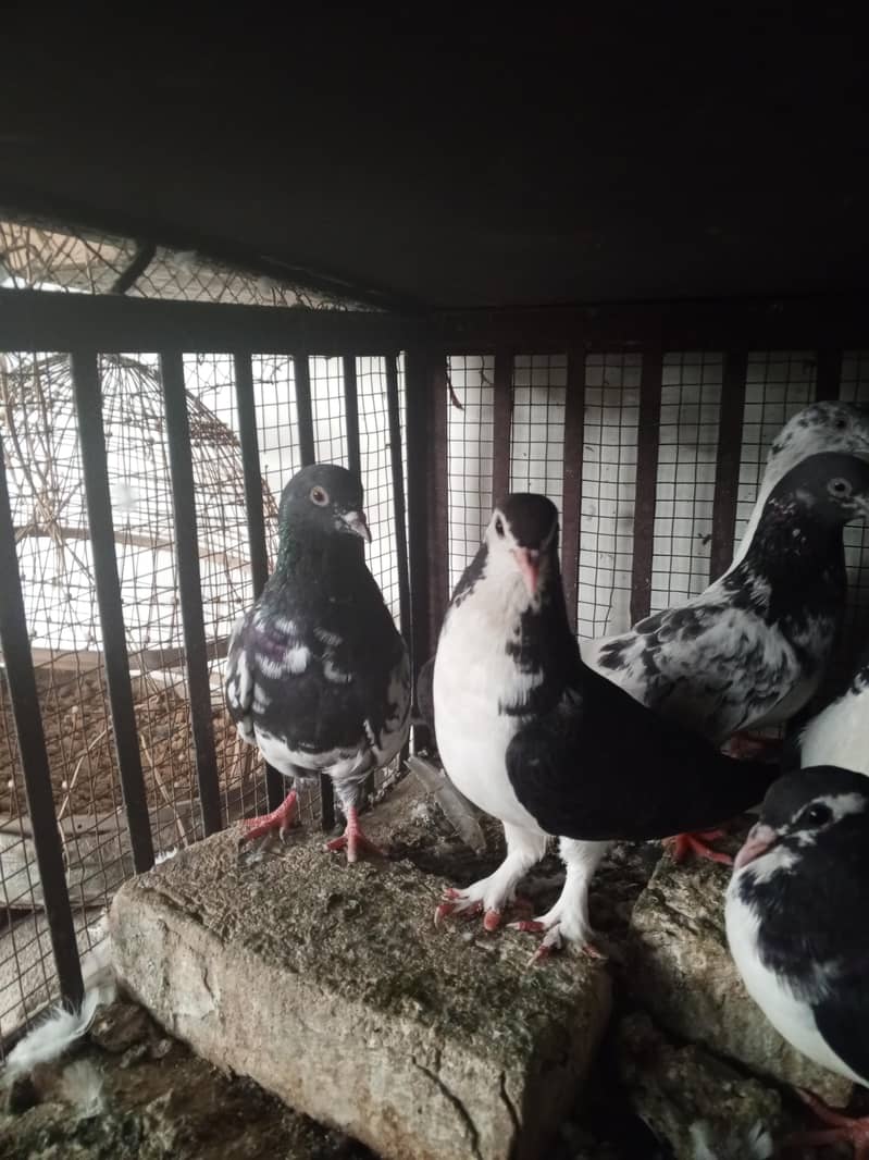 pigeons 2