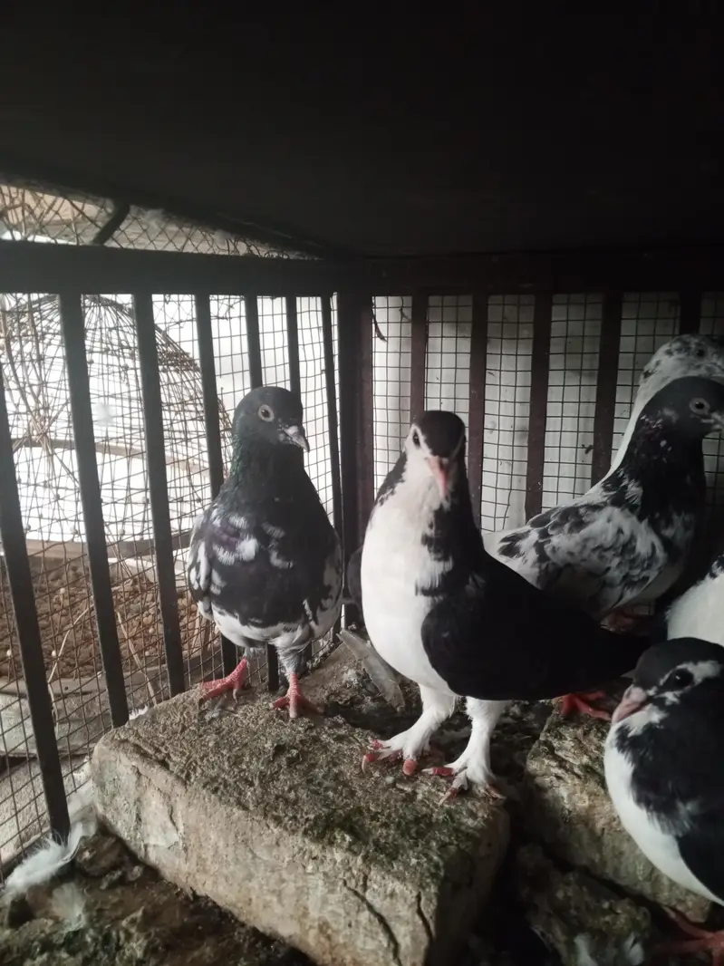 pigeons — photo 3