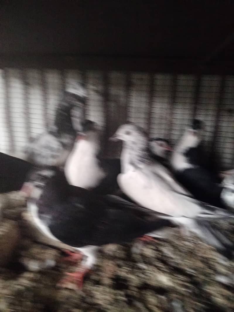 pigeons 3