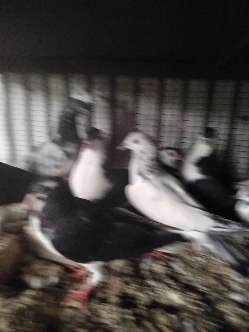 pigeons — photo 4