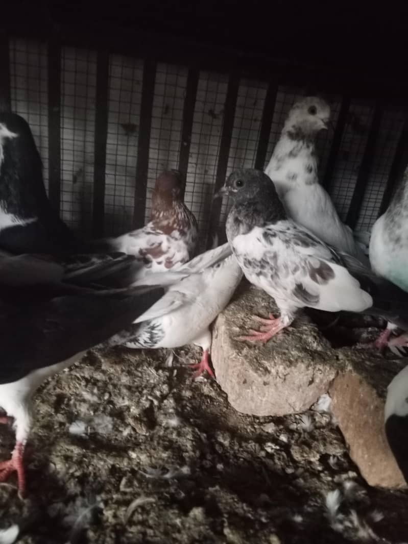 pigeons 5