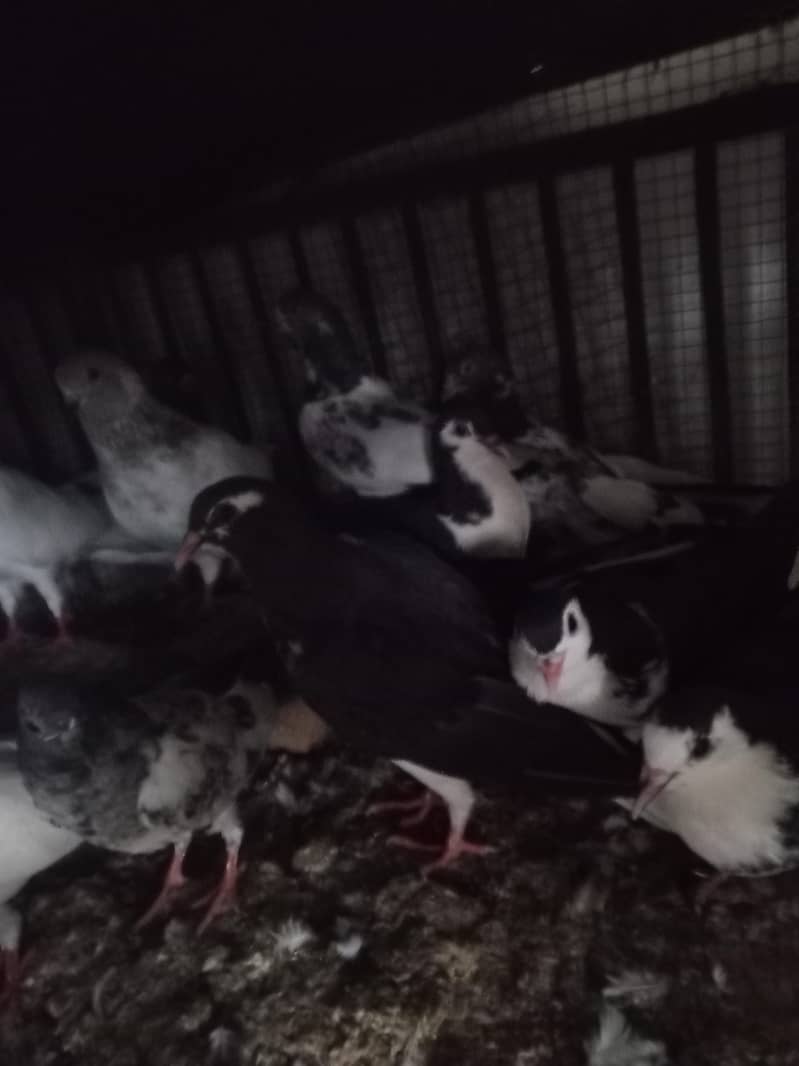 pigeons 6