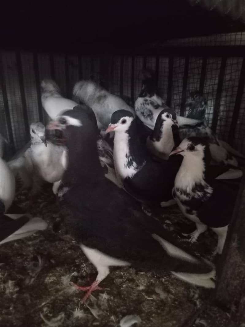 pigeons 7