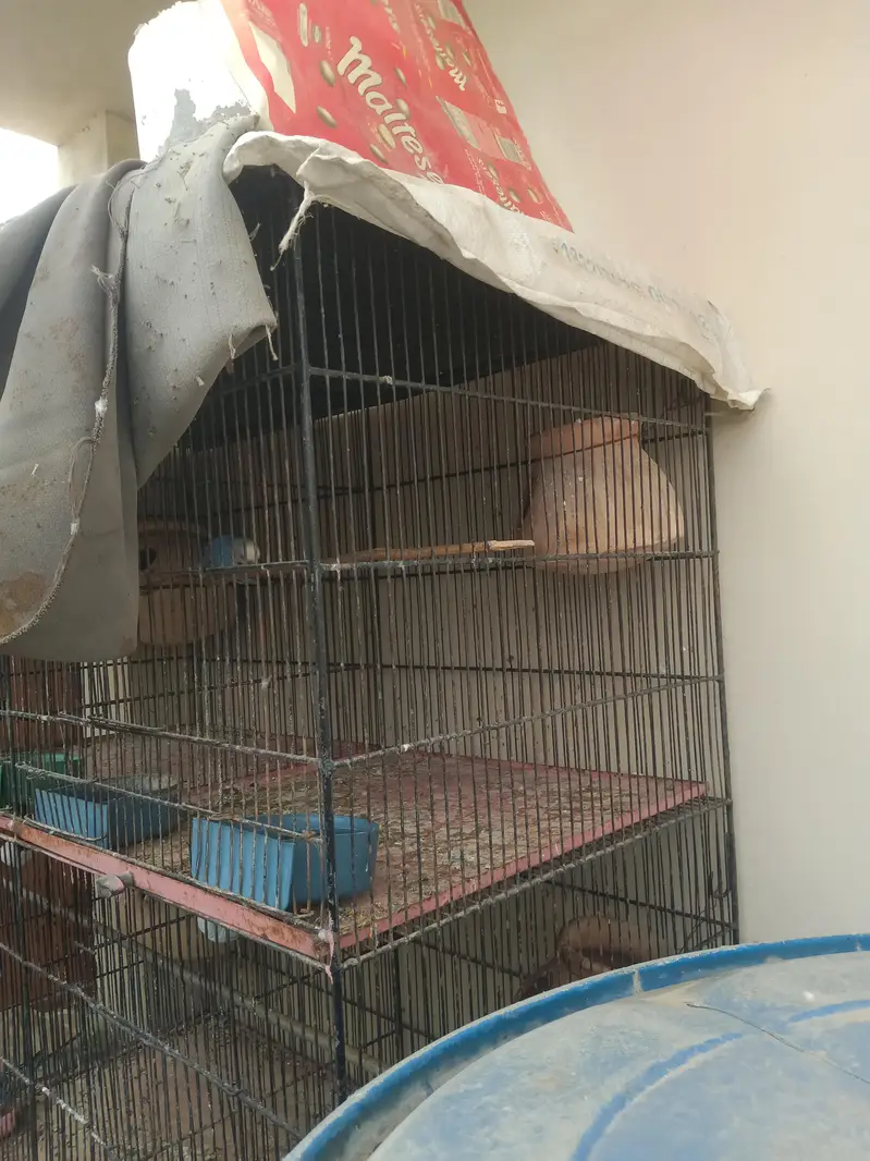 8 Portion cage (Pinjra) agr chahiye to poora setup bhi dedunga — photo 3