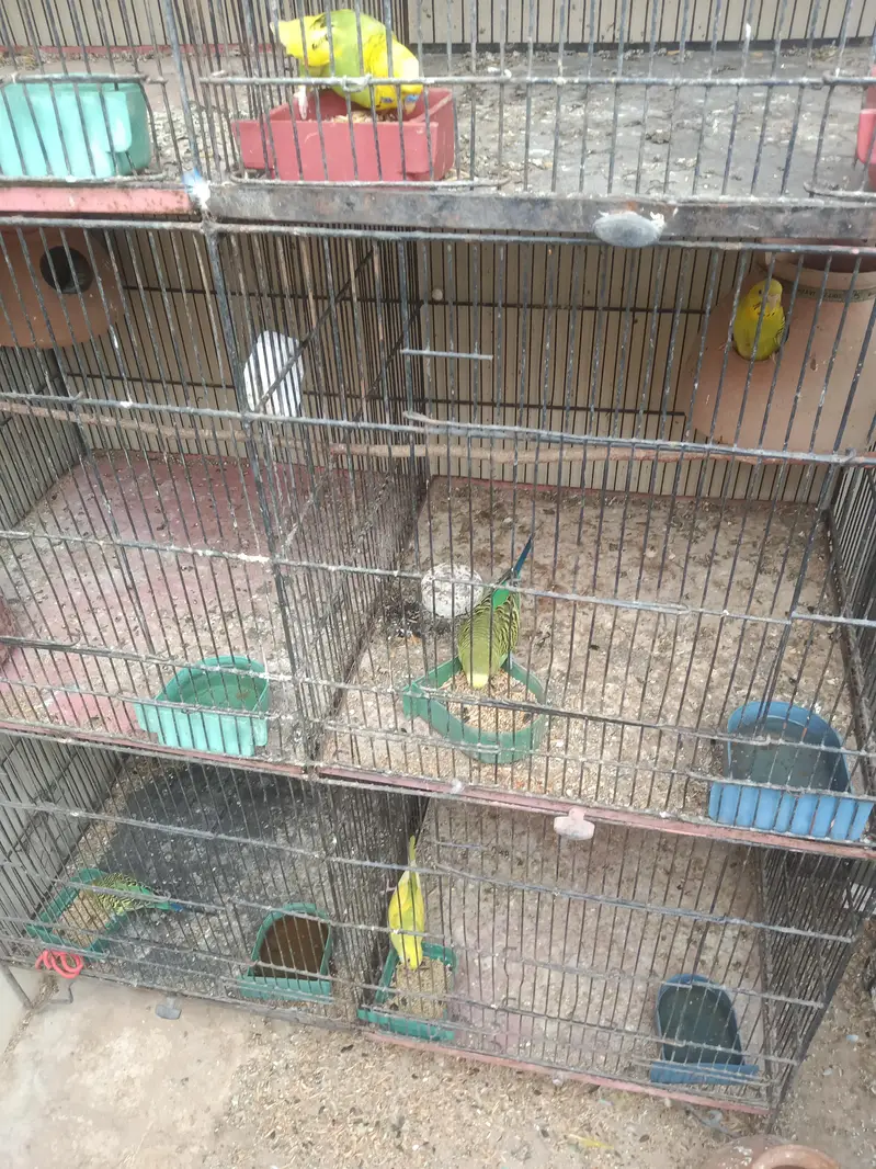 8 Portion cage (Pinjra) agr chahiye to poora setup bhi dedunga — photo 4