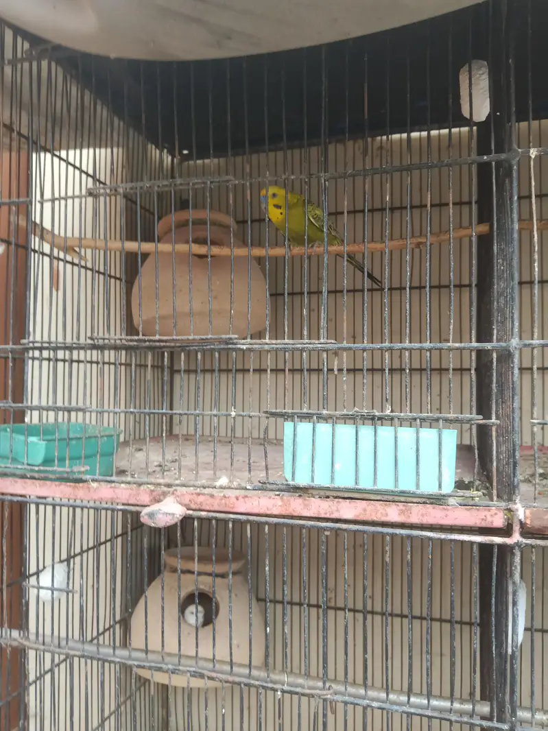 8 Portion cage (Pinjra) agr chahiye to poora setup bhi dedunga — photo 5
