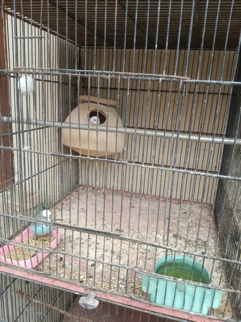 8 Portion cage (Pinjra) agr chahiye to poora setup bhi dedunga — photo 6
