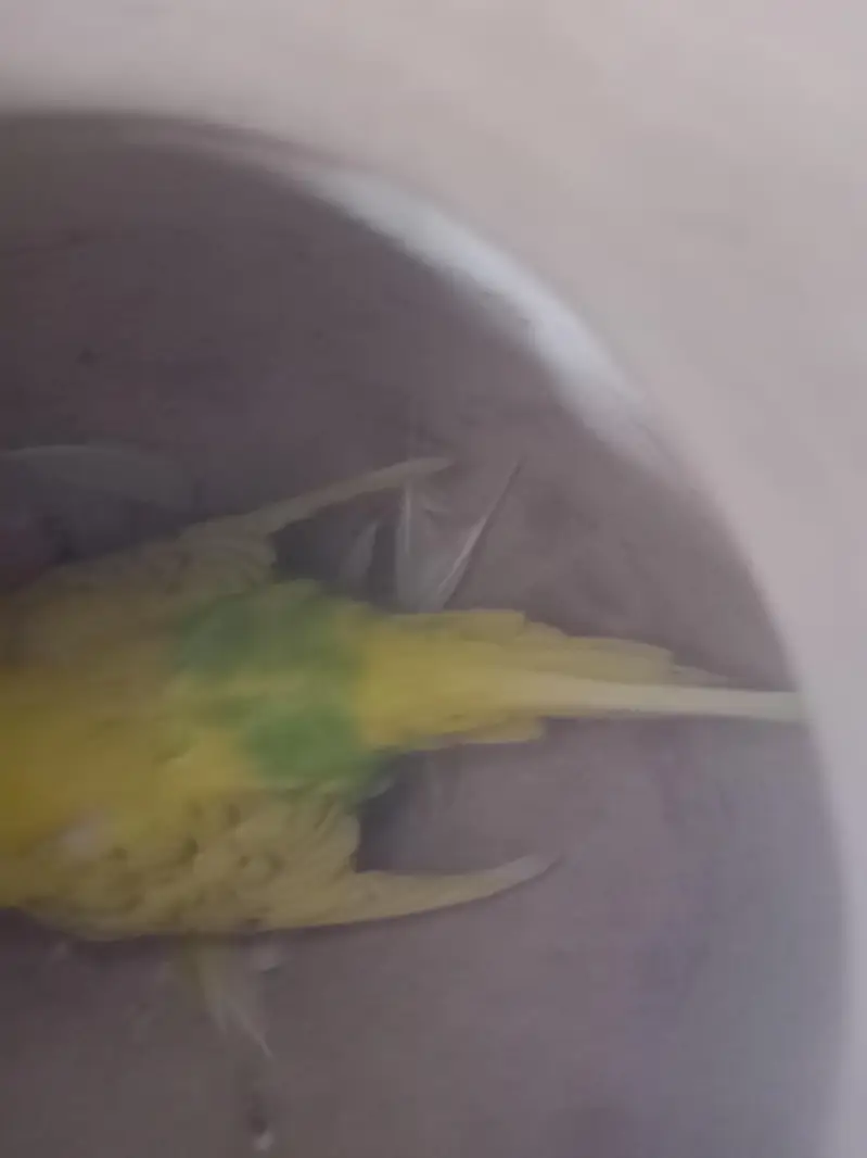 8 Portion cage (Pinjra) agr chahiye to poora setup bhi dedunga — photo 8