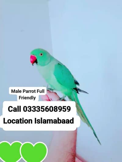 Fixed 5,000 Hand Tamed Full Friendly Green Ring Neck Male Parrot