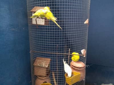 Australians 2 pairs pathe with fancy cage