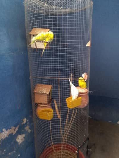 Australians 2 pairs pathe with fancy cage