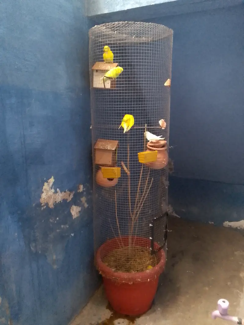 Australians 2 pairs pathe with fancy cage — photo 2